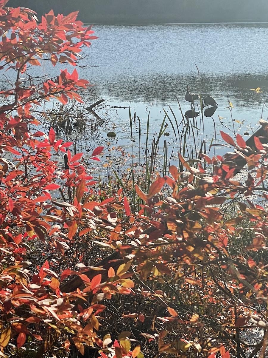 birds-on-the-water-fall-leaves_935