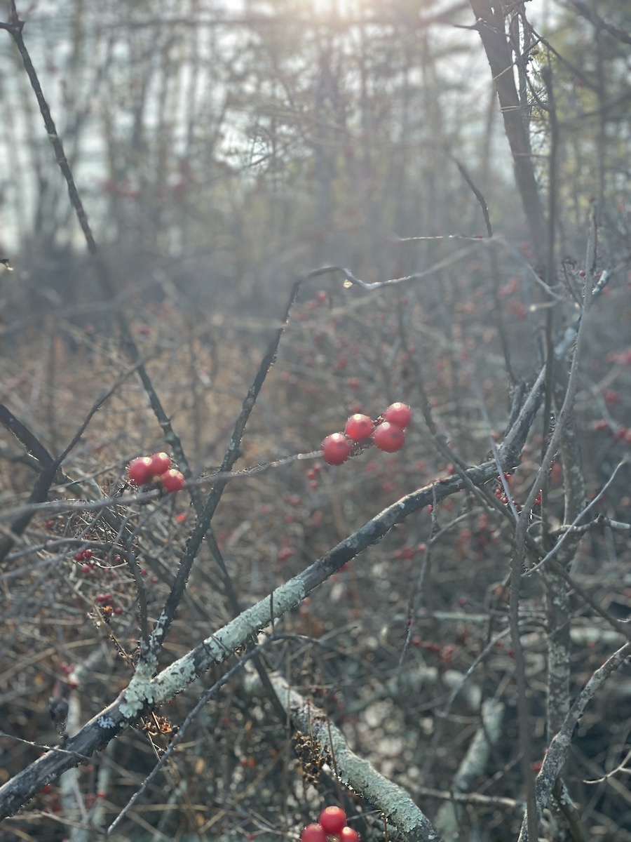 late-fall-berries_298