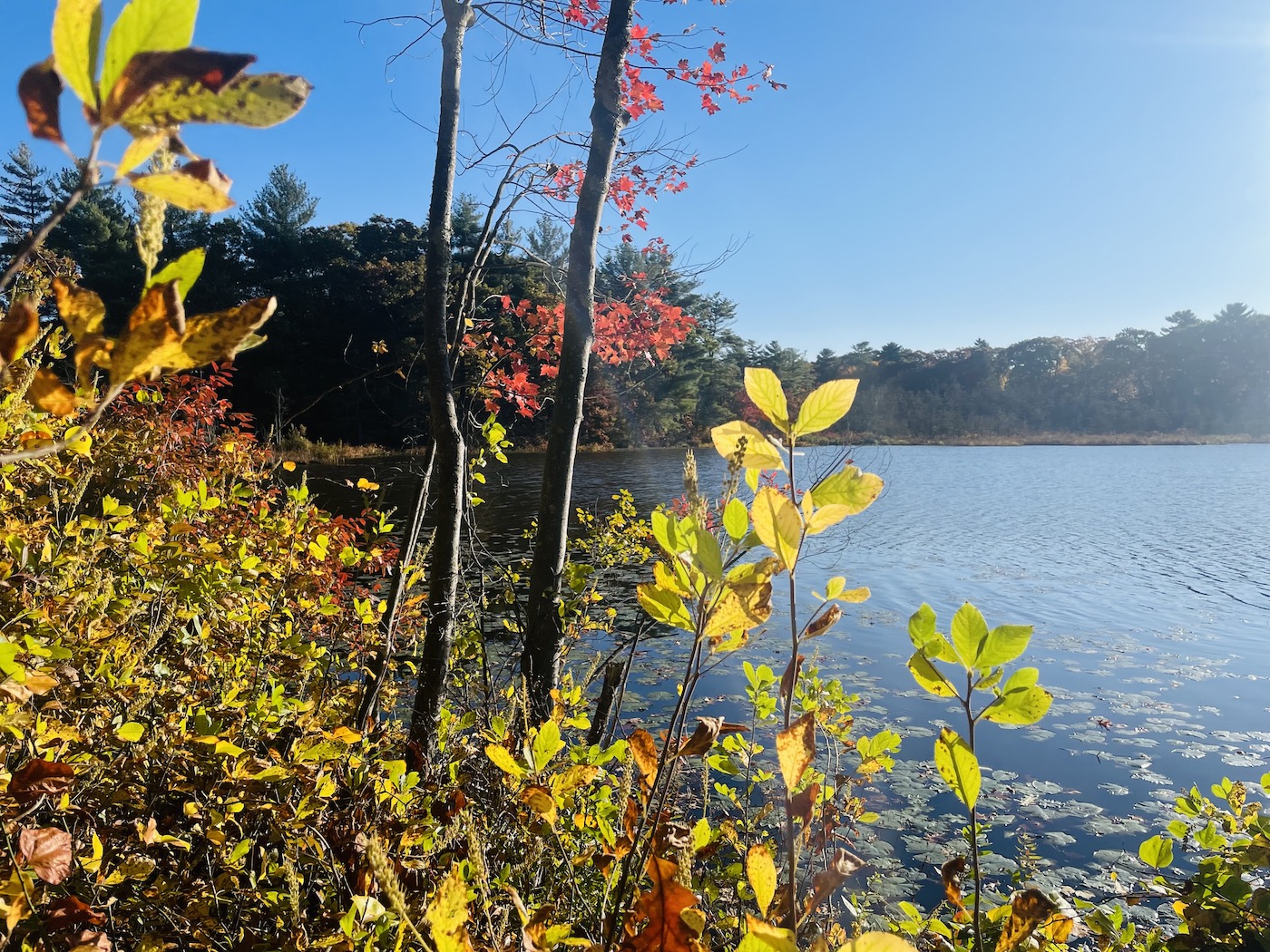 october-in-natick-pickeral-pond-smaller-file-size_553